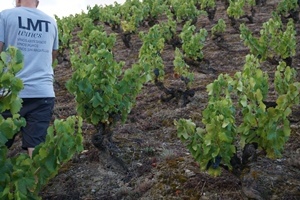 Luis Moya Tortosa Wines